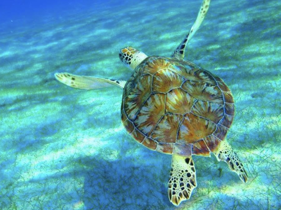 Buck Island National Wildlife Reserve with Caribbean Blue Boat Charters